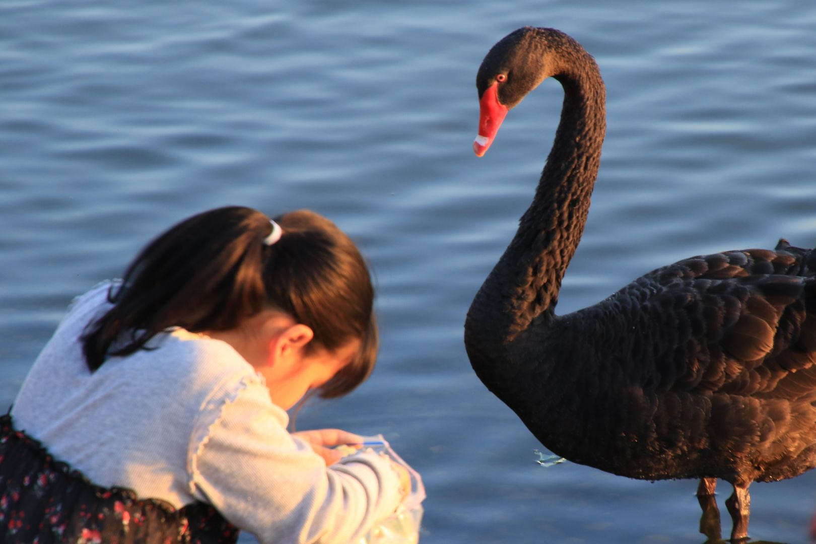 可愛そうな黒鳥のお母さん