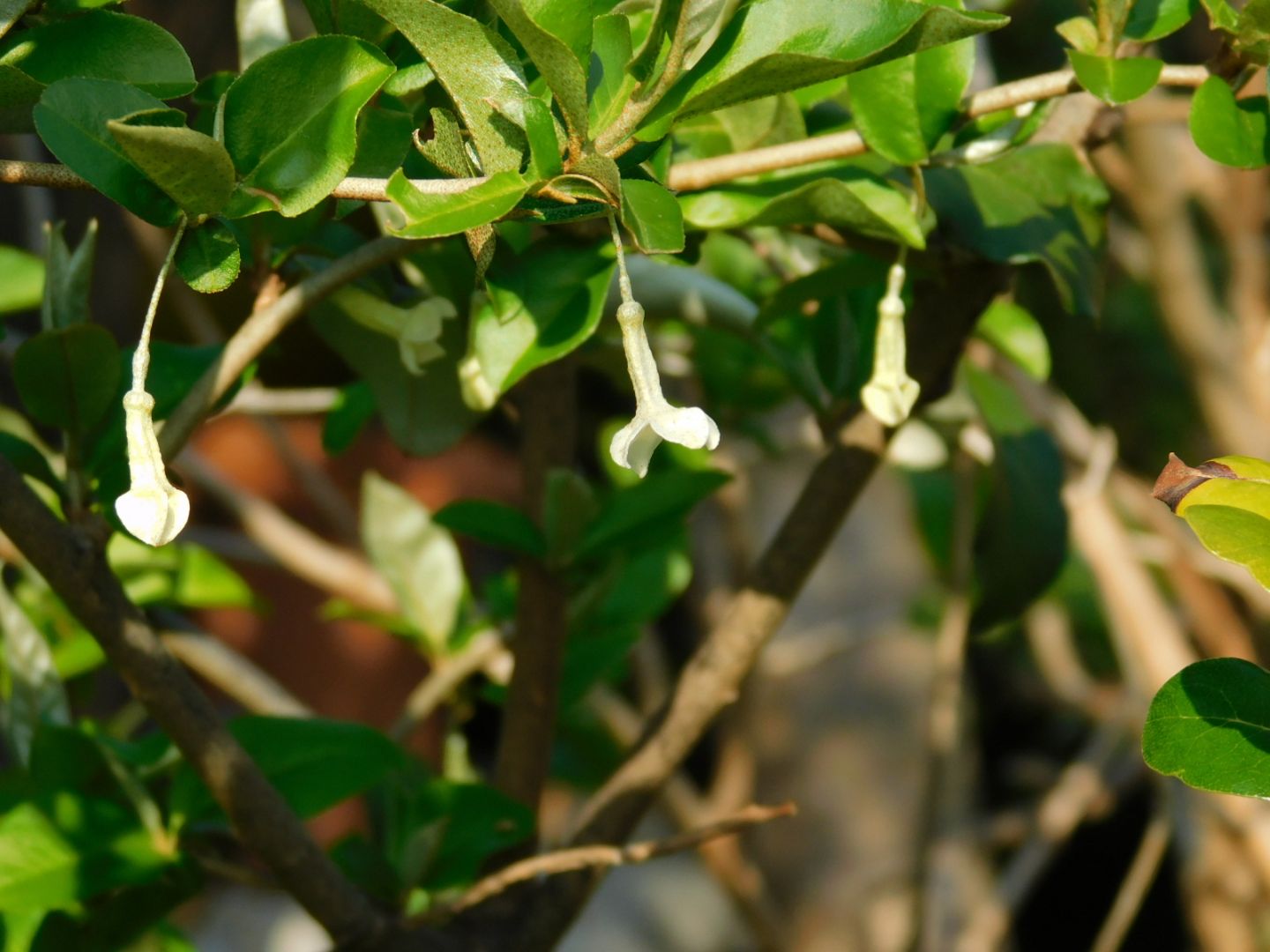 Zuiso 随想 想いをつづる 想いがひろがる