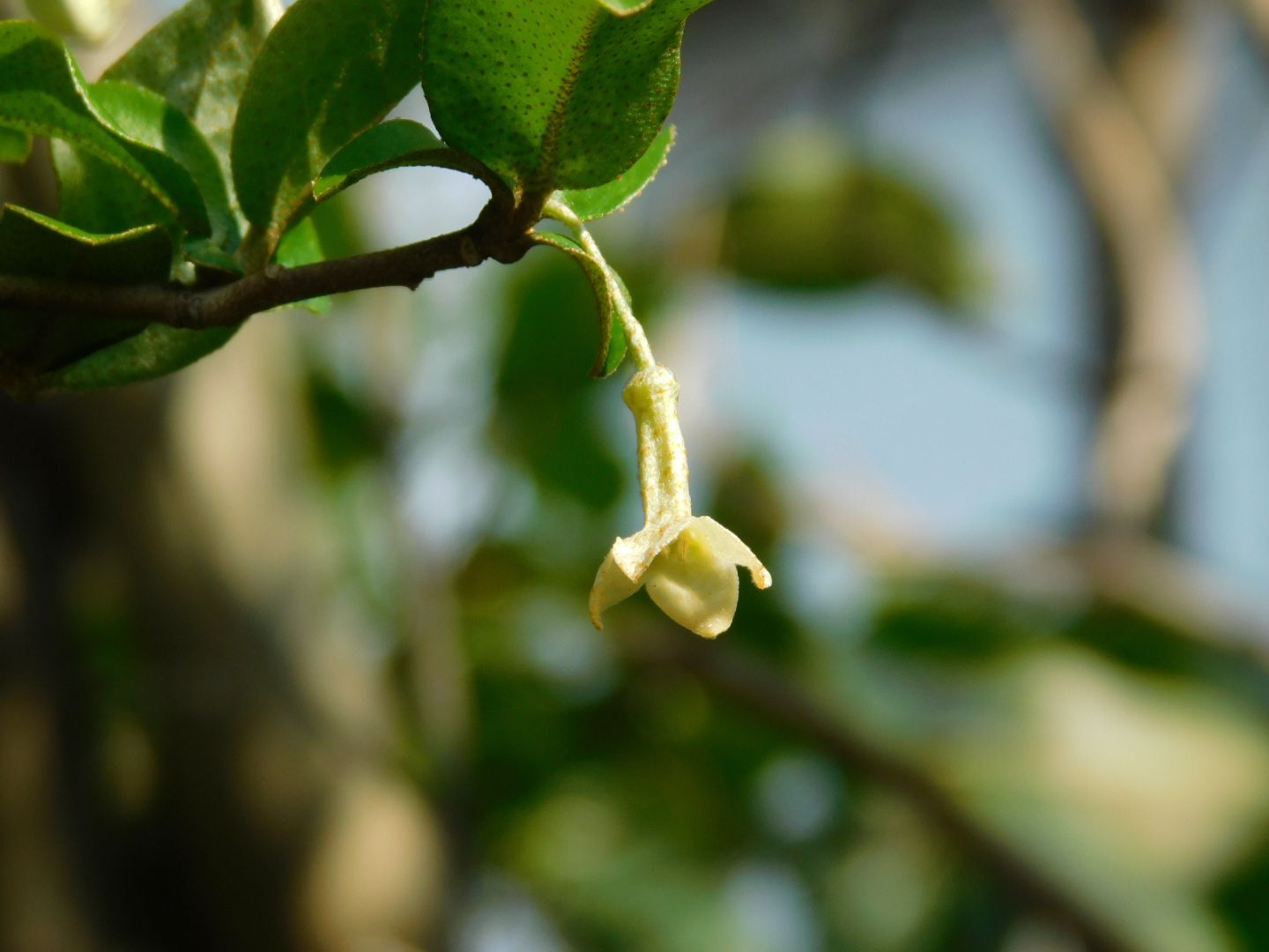 Zuiso 随想 想いをつづる 想いがひろがる