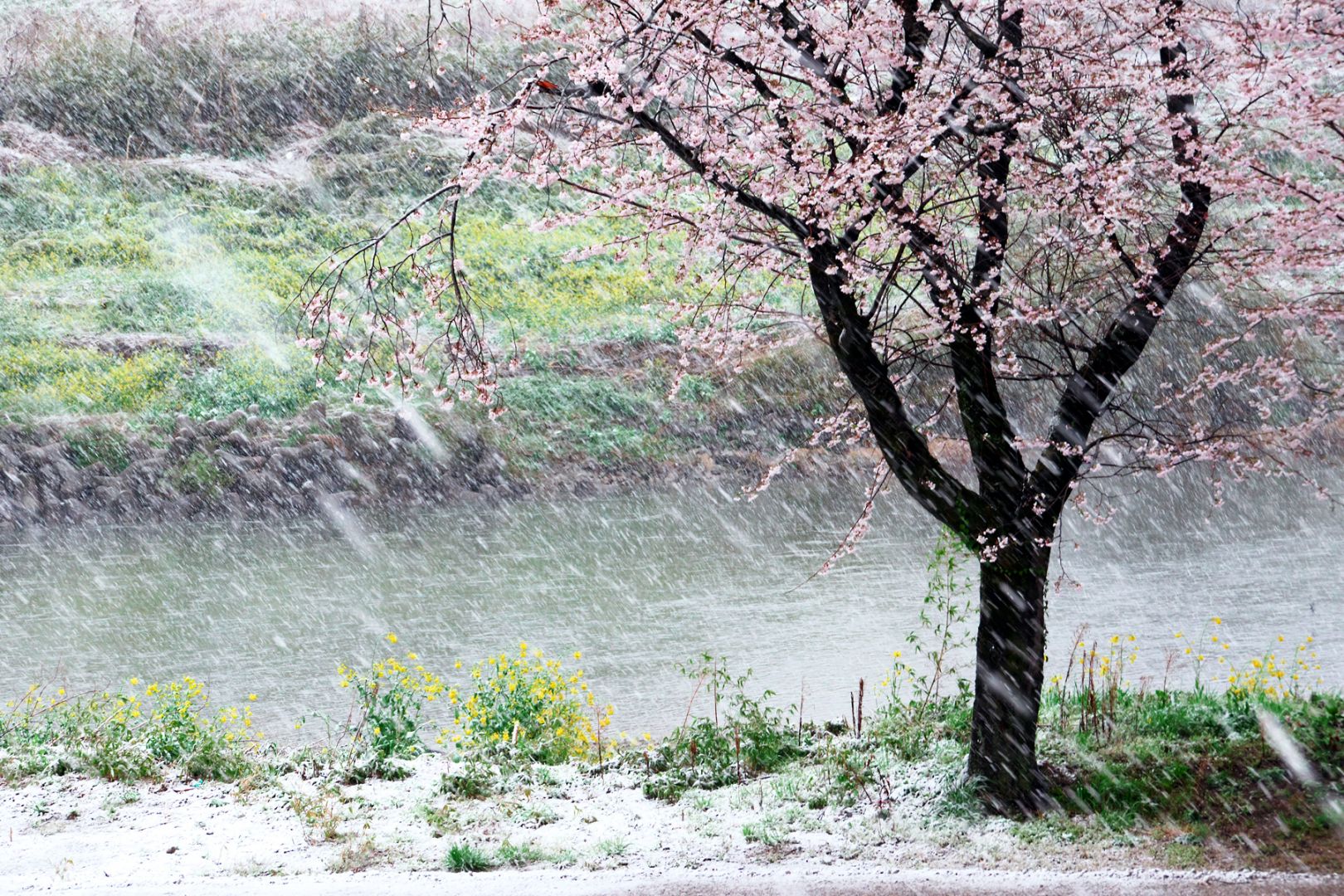 雪桜