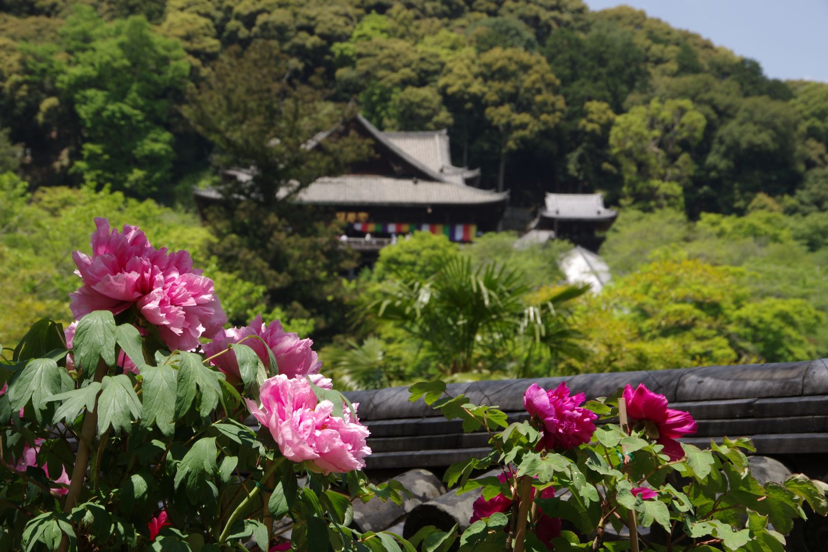 Zuiso 随想 想いをつづる 想いがひろがる