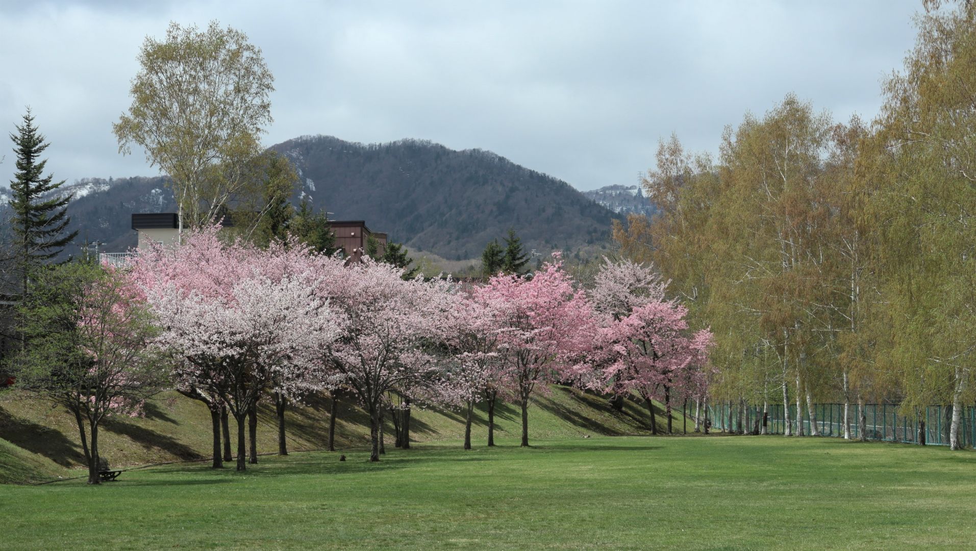 花の命は短くて