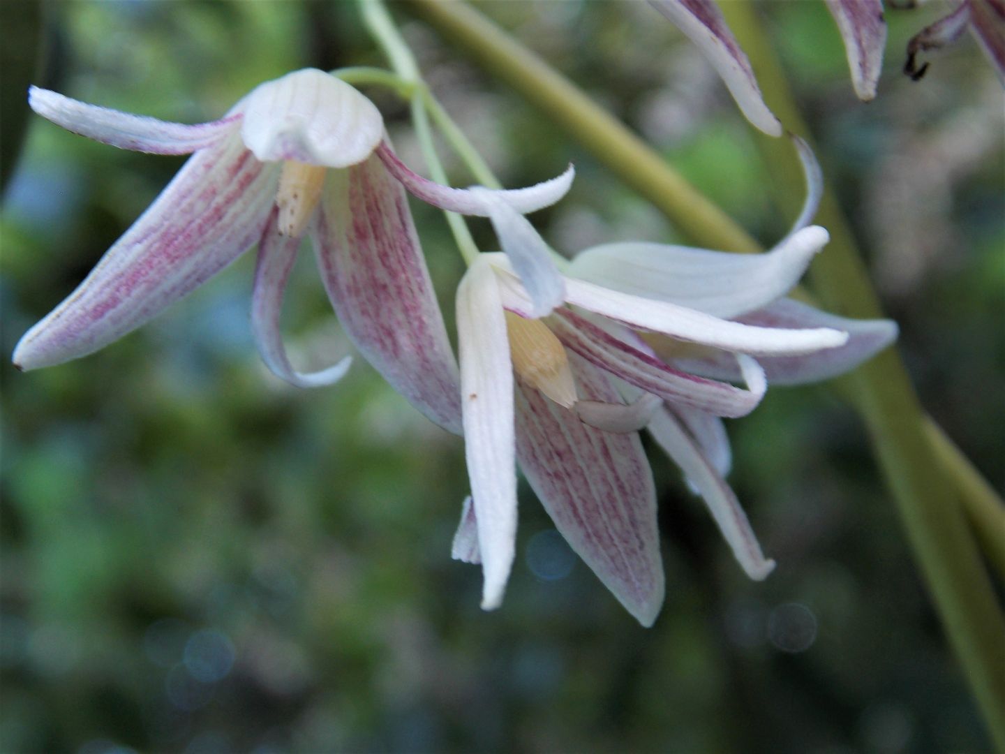 Zuiso 随想 想いをつづる 想いがひろがる