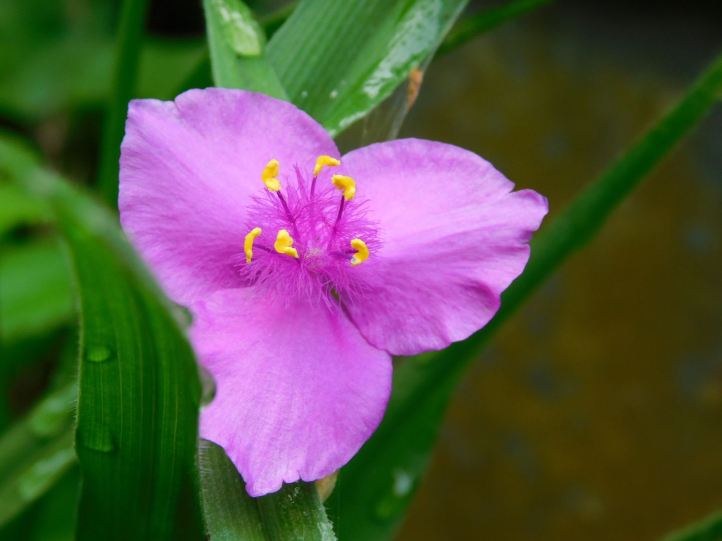 Zuiso 随想 想いをつづる 想いがひろがる