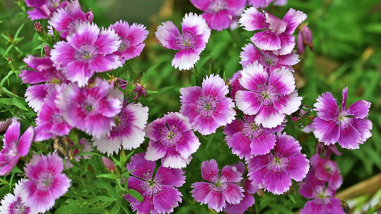  iPhoneは6月下旬にターゲットに