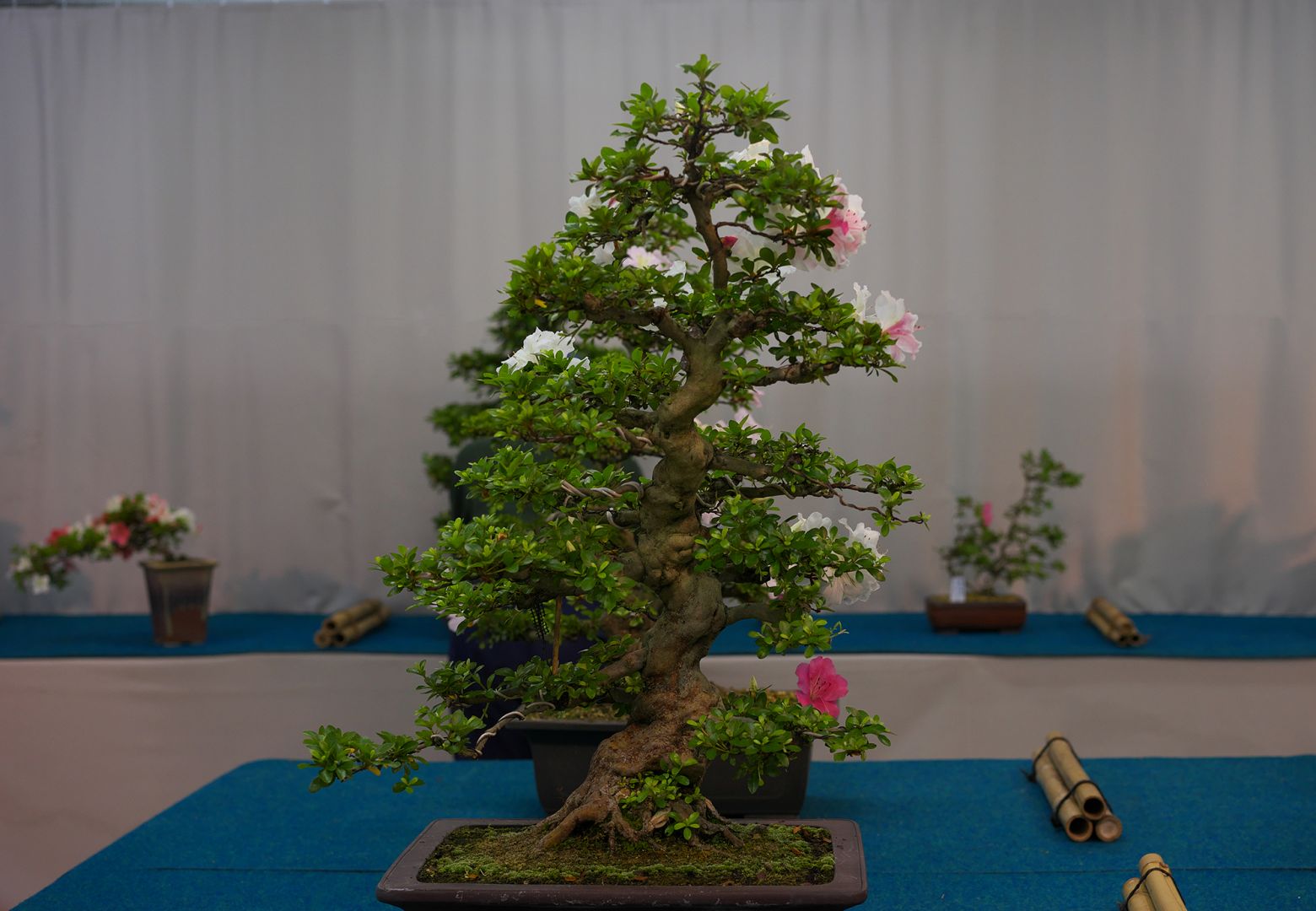 ZUISO（随想） - 想いをつづる、想いがひろがる