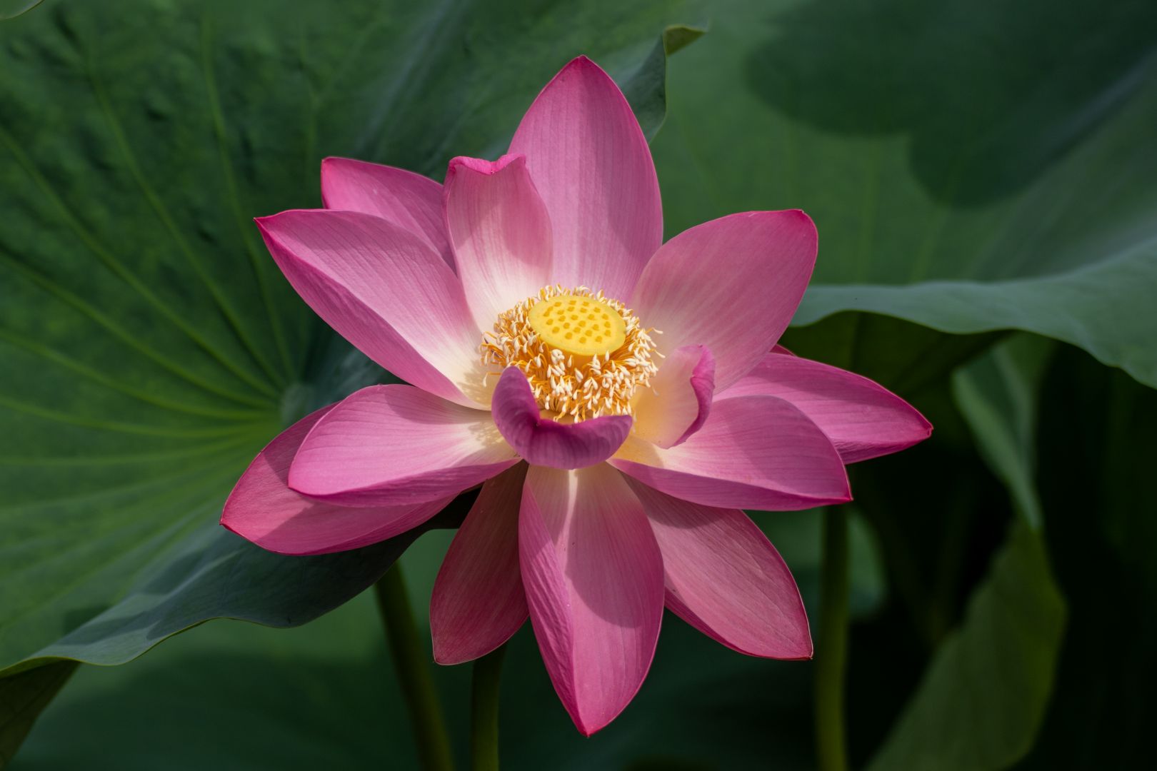 花の命は短くて （その2）