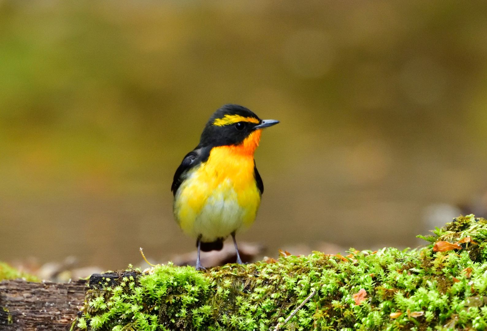 出会った野鳥たち 5 ヒタキ科の仲間