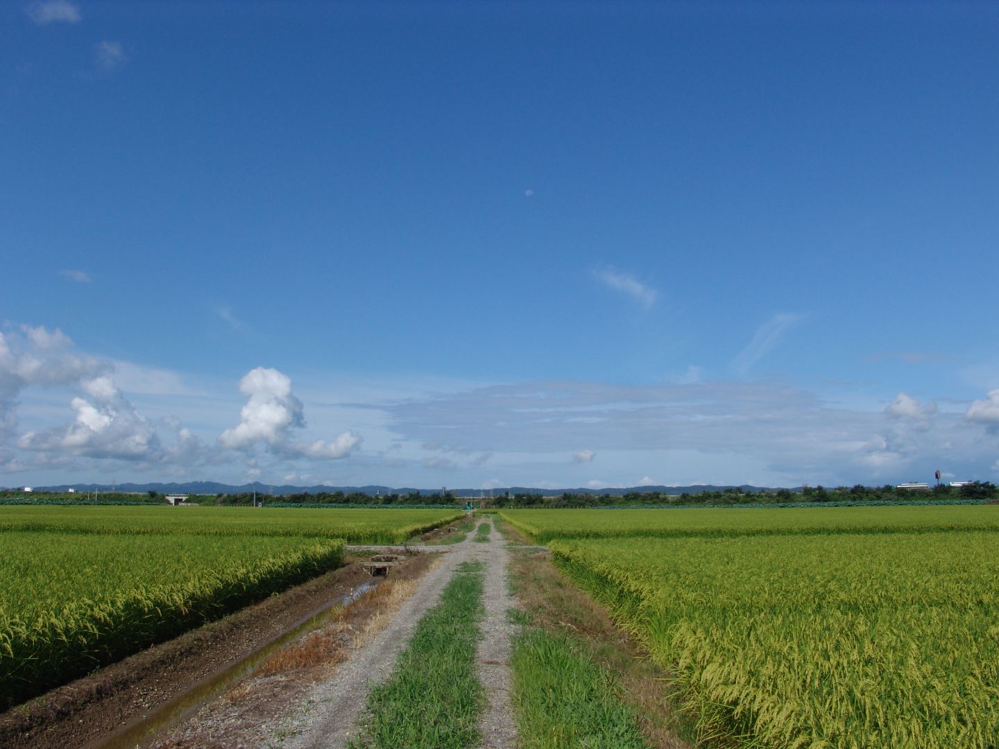 越後平野の風景