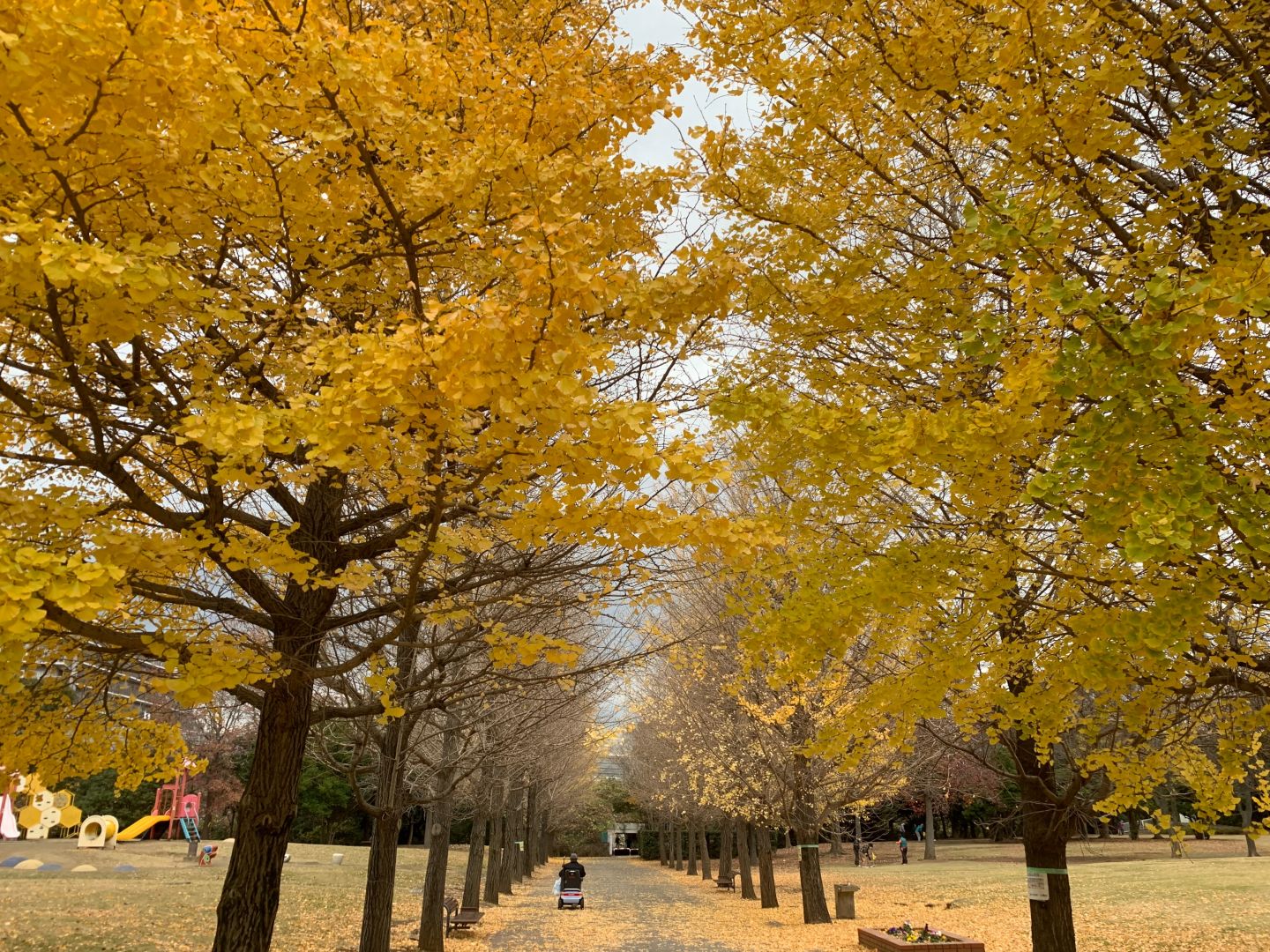 晩秋の陽射しの中で 藤沢・御殿辺公園