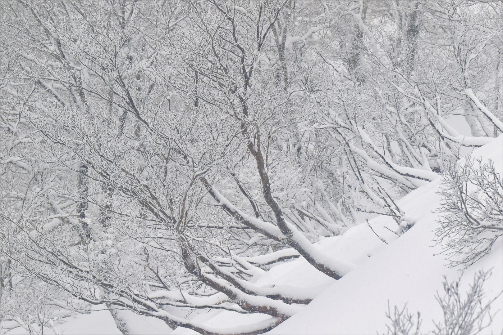 Zuiso 随想 想いをつづる 想いがひろがる