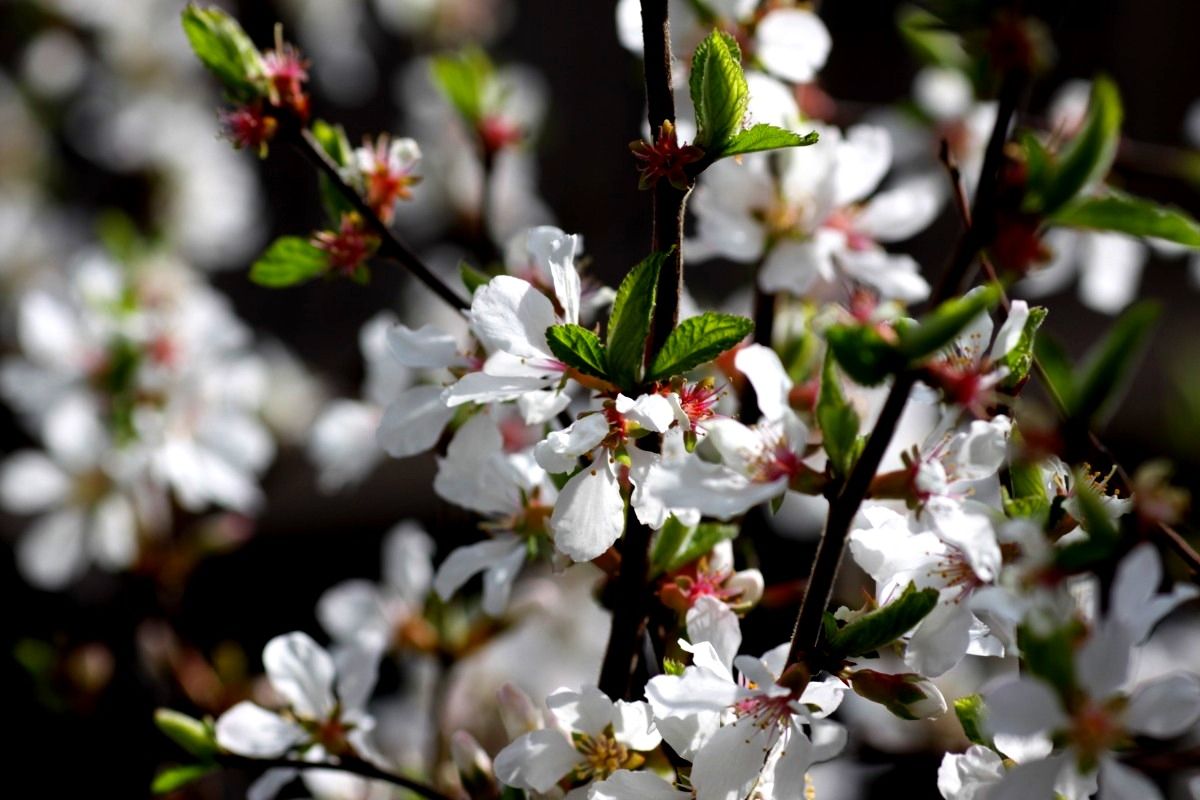 Zuiso 随想 想いをつづる 想いがひろがる