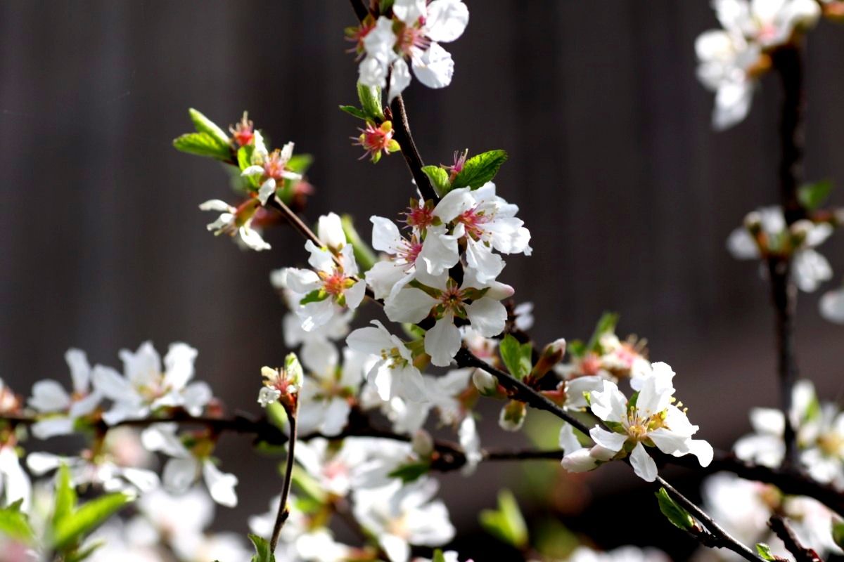 Zuiso 随想 想いをつづる 想いがひろがる