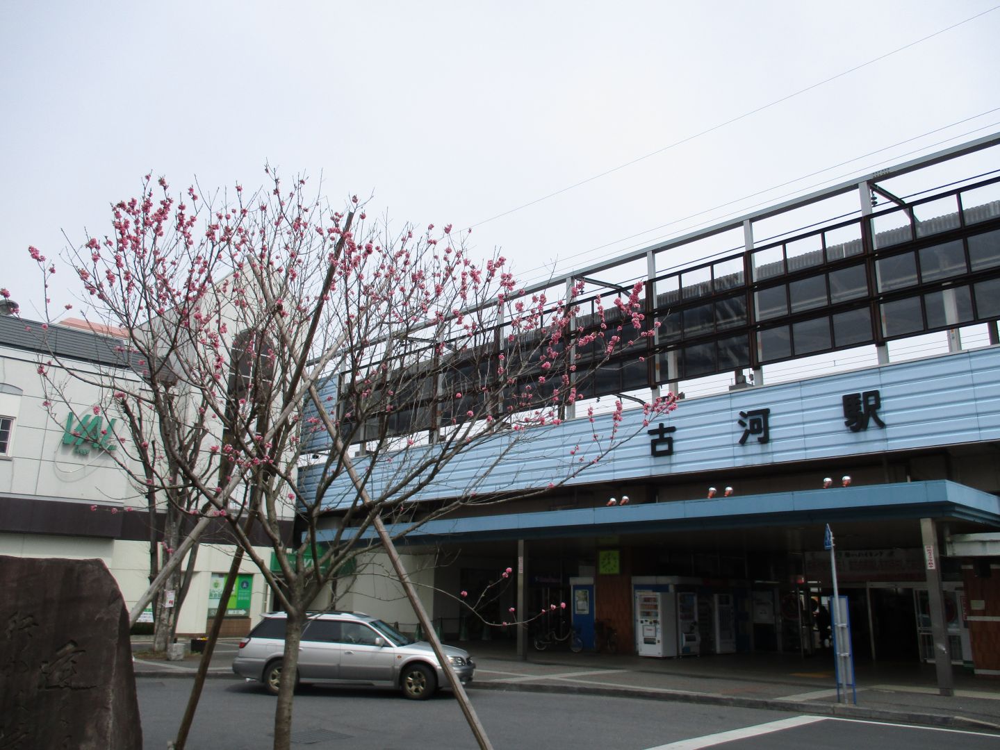 古河の桃まつりー1．古河総合公園へ