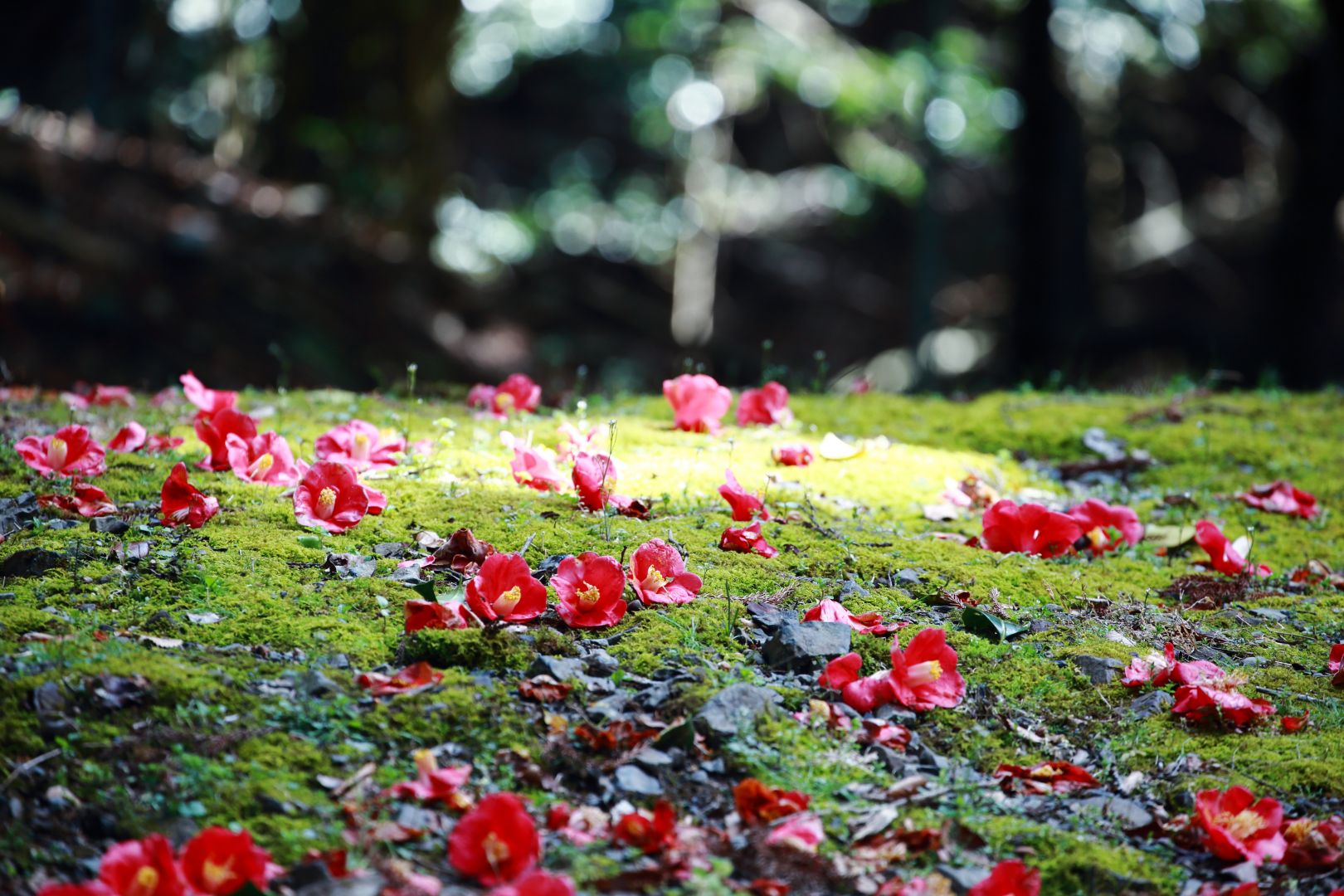 Zuiso 随想 想いをつづる 想いがひろがる