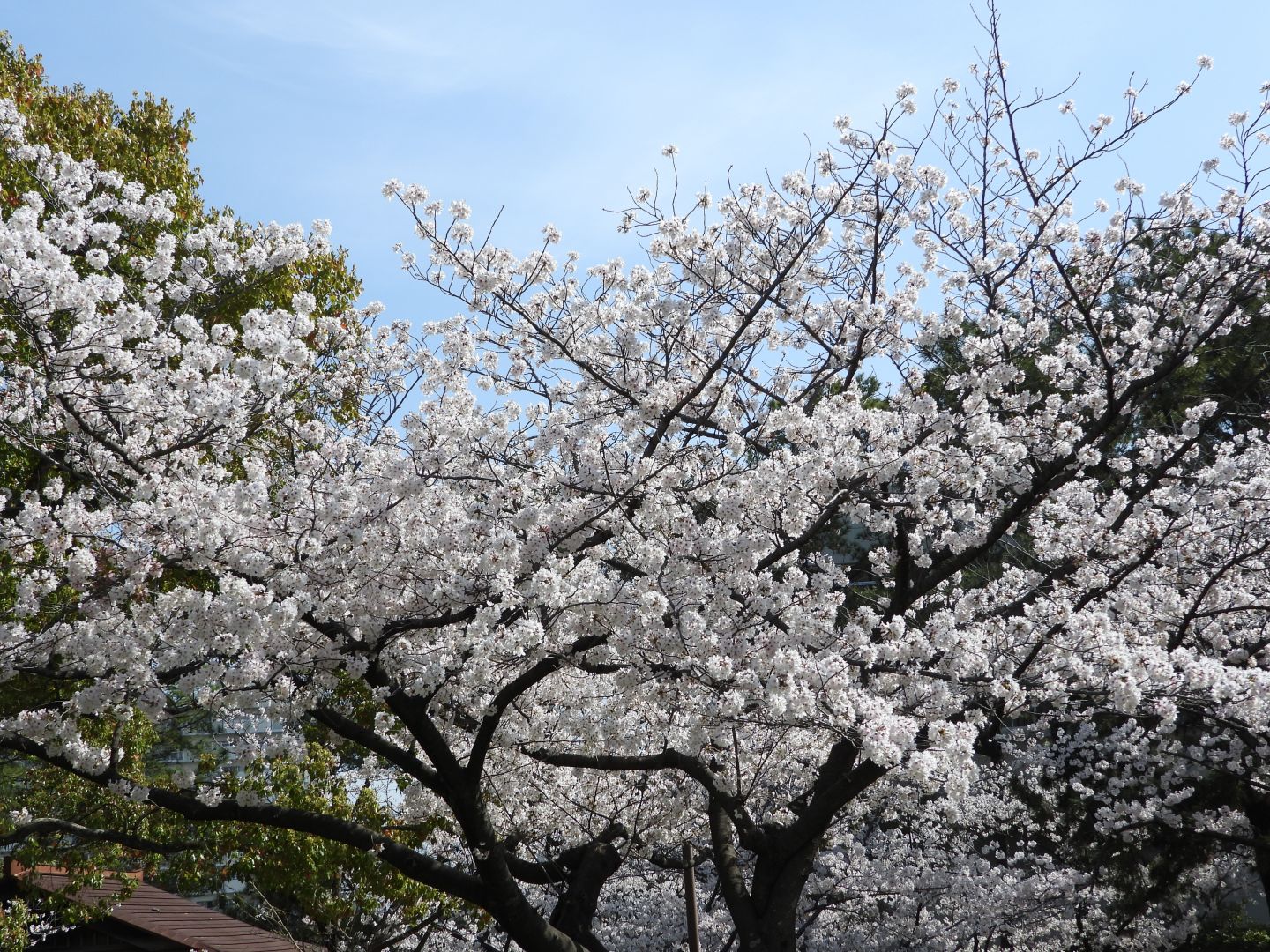 Zuiso 随想 想いをつづる 想いがひろがる