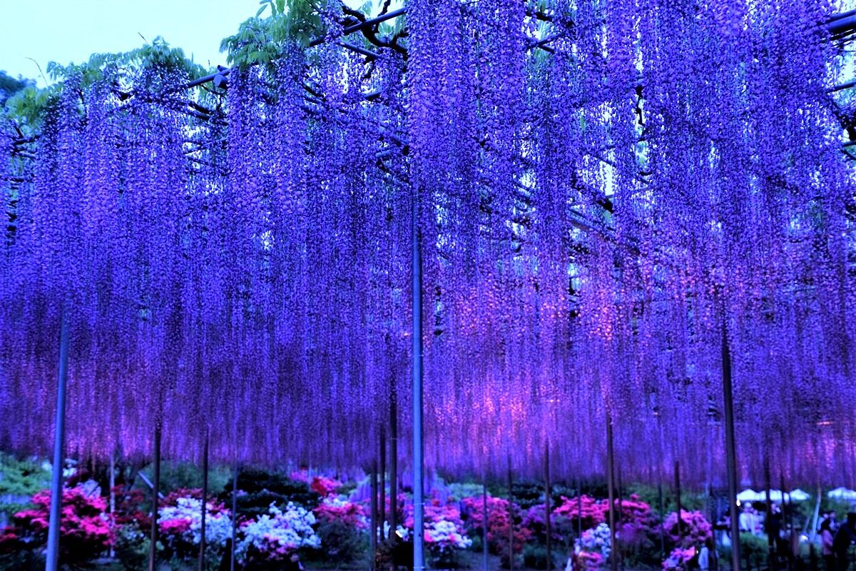 Zuiso 随想 想いをつづる 想いがひろがる