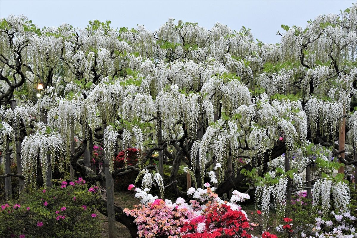 Zuiso 随想 想いをつづる 想いがひろがる