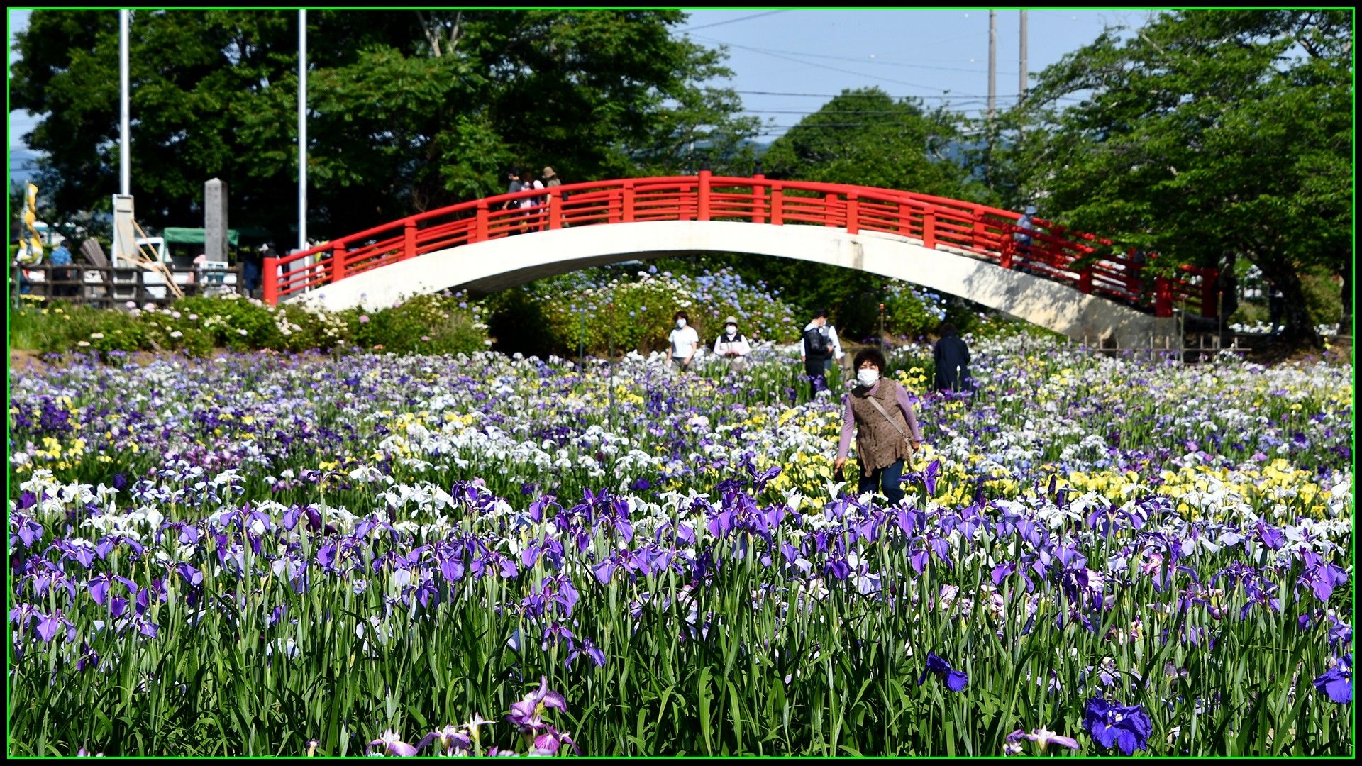 加茂菖蒲園の花菖蒲