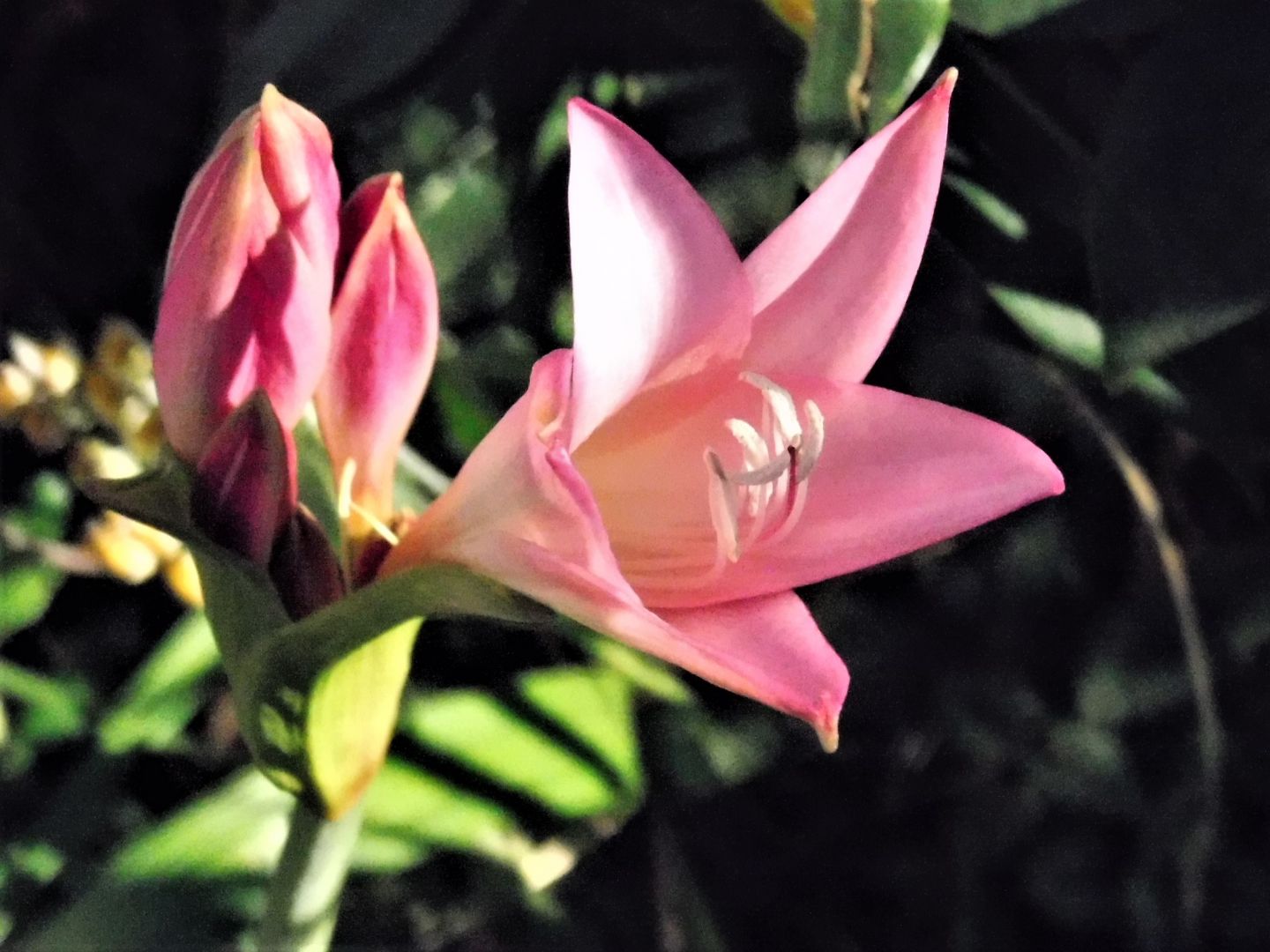 Zuiso 随想 想いをつづる 想いがひろがる