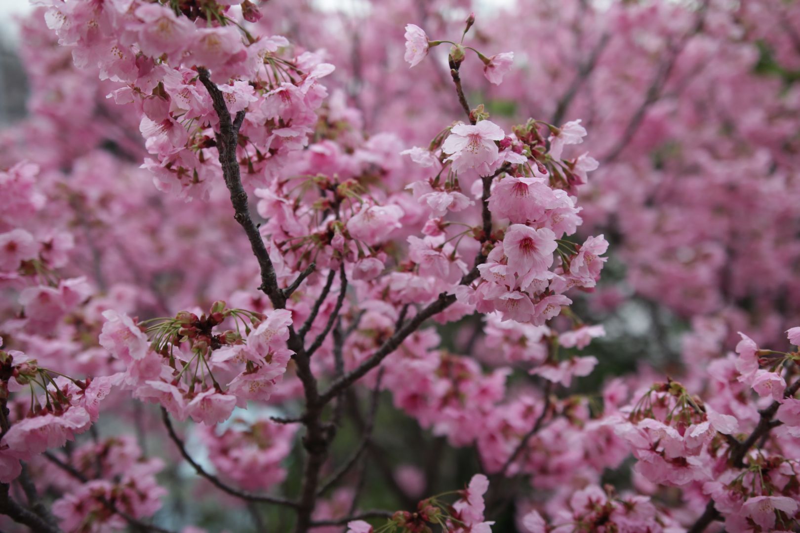 陽光桜