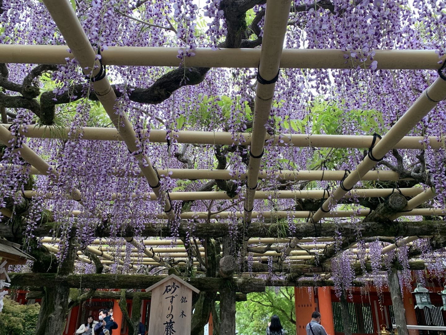 春日大社・砂すりの藤ー1