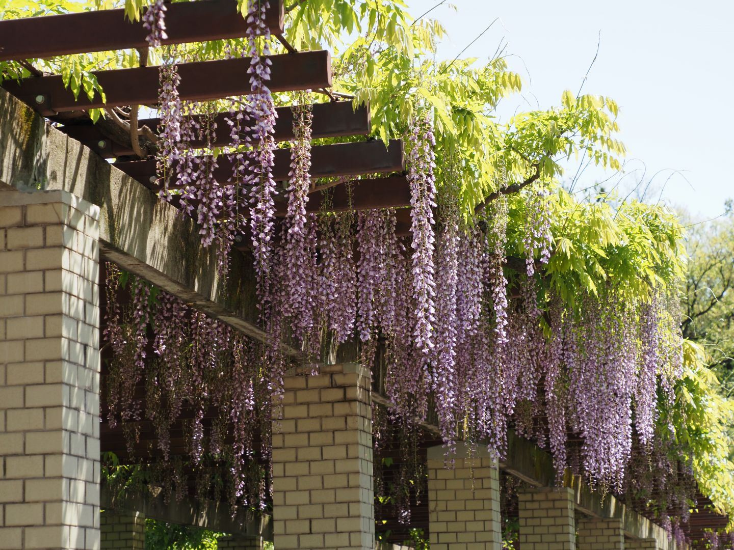 Zuiso 随想 想いをつづる 想いがひろがる