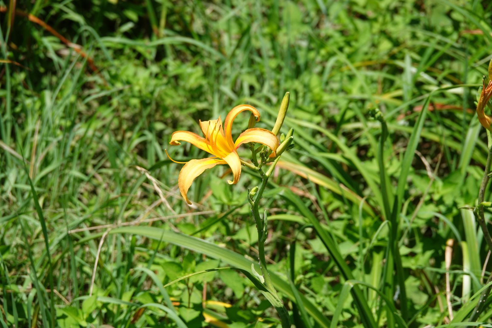 小網代の森 散策5