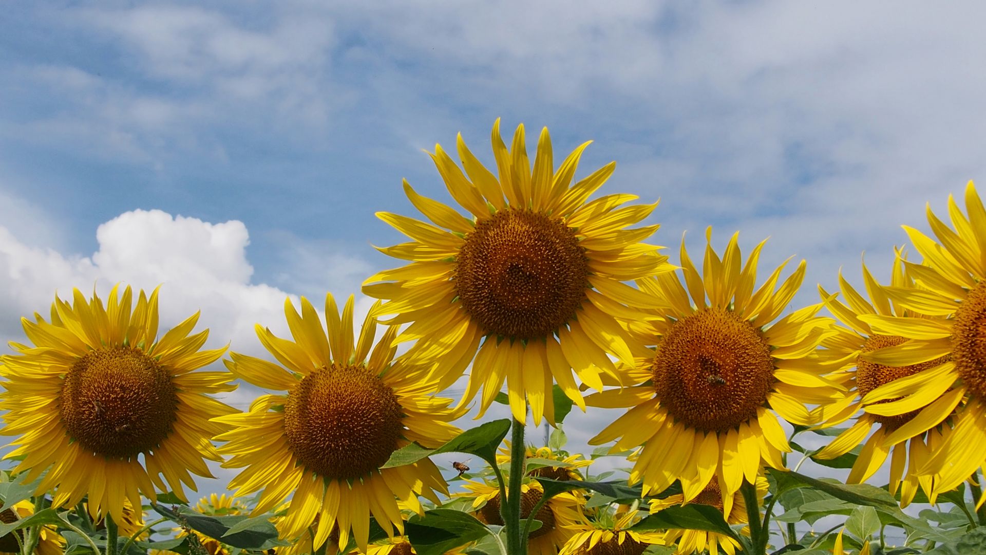 ひまわりの丘公園・・・兵庫県小野市