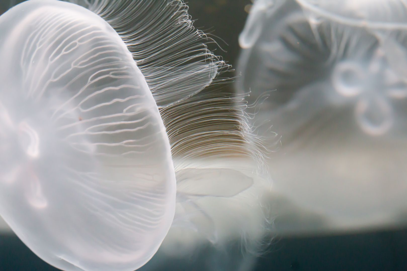 小さな水族館~みなとやま水族館