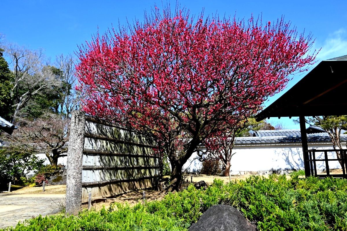 梅が香る好古園
