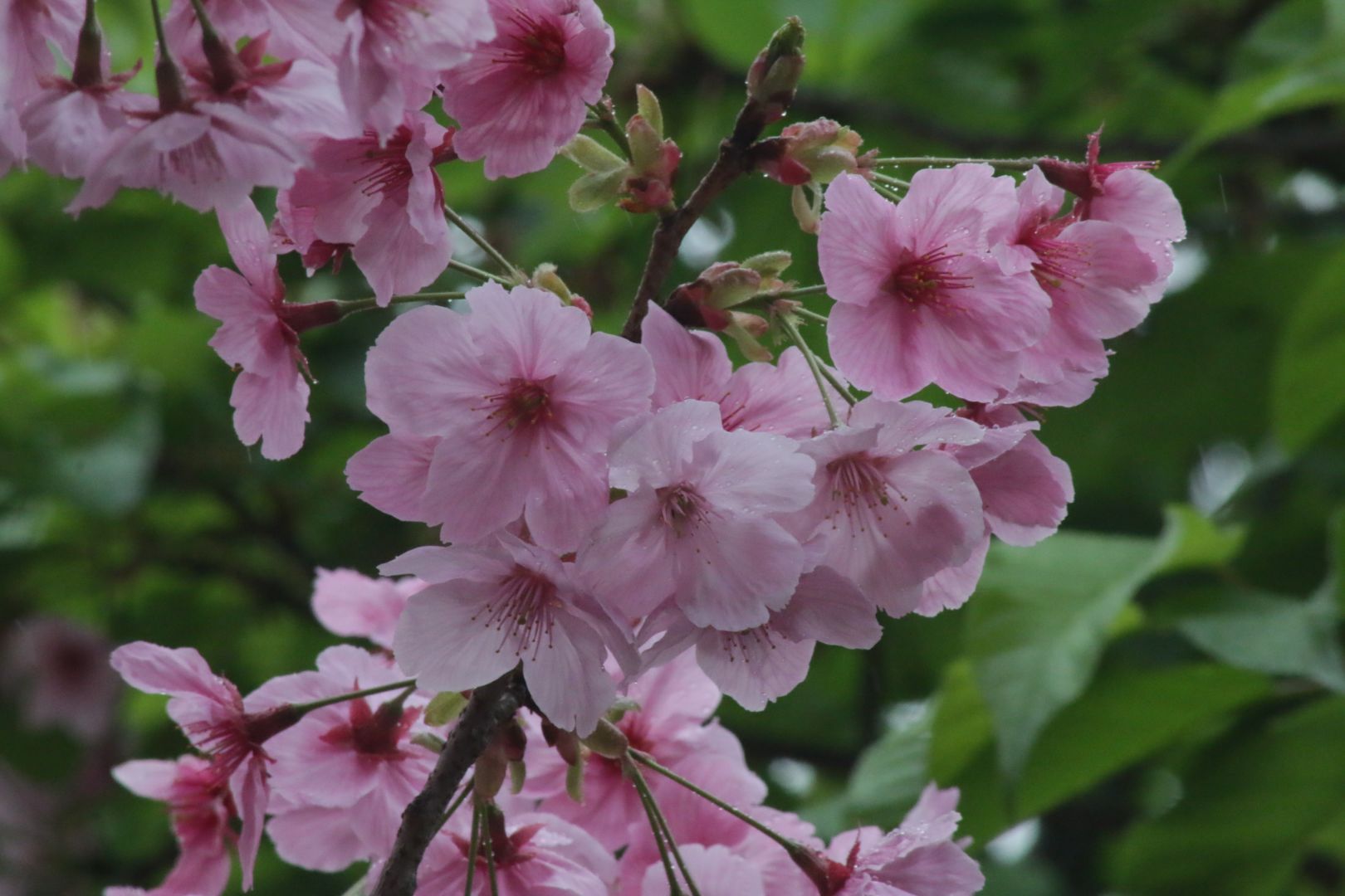 陽光桜