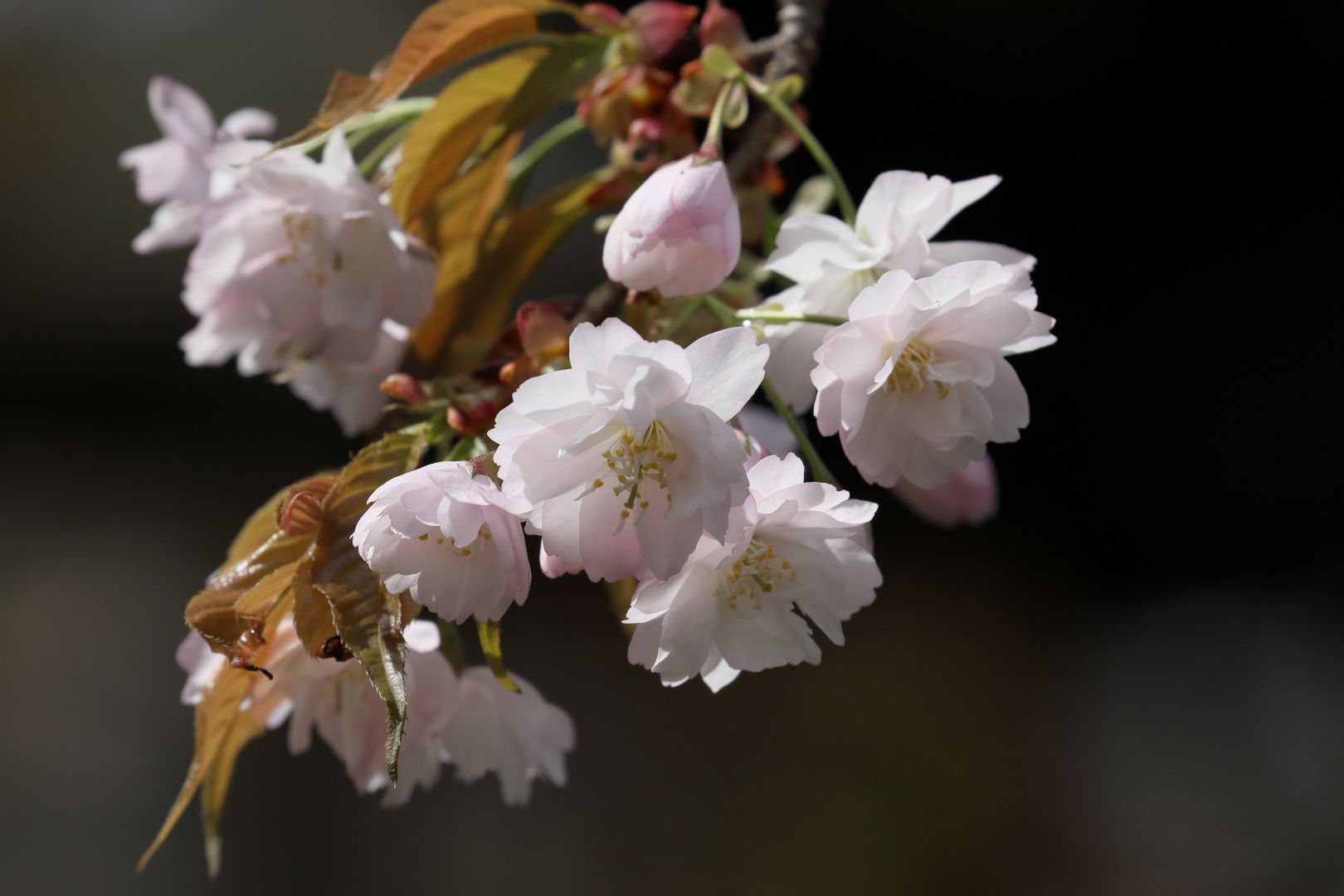 初々しく 中将姫誓願桜 ②