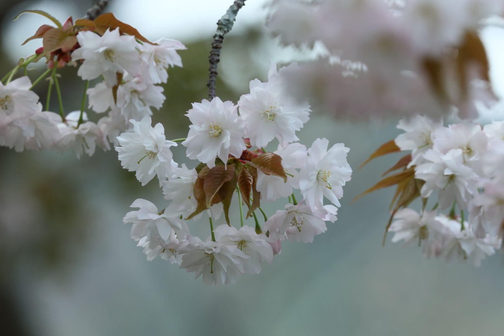 満開の 中将姫誓願桜 ②