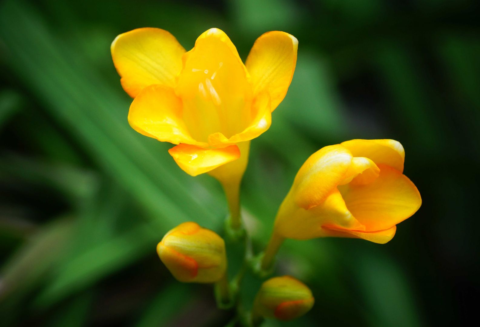 今頃に咲く花壇の花