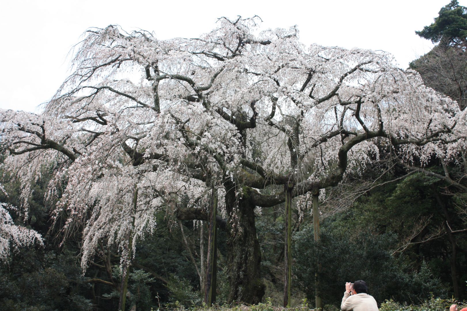 長興山のしだれ桜 2010.3.31