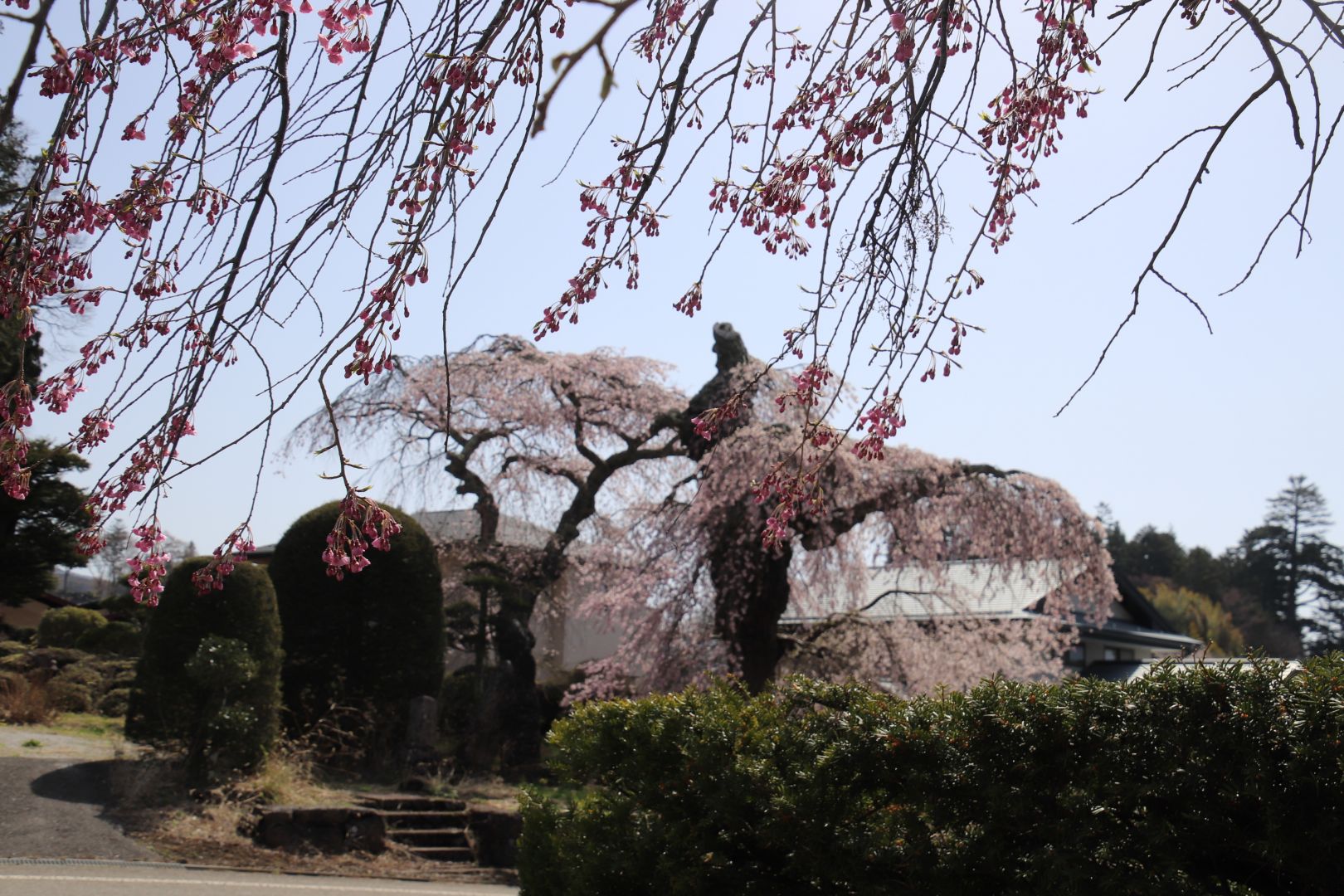 春遅い信州富士見の桜の古木