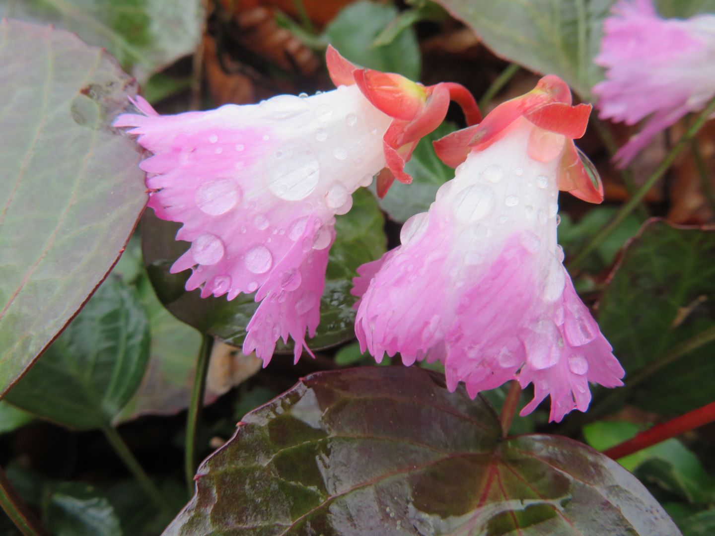 経ヶ岳（福井県）に咲く花達
