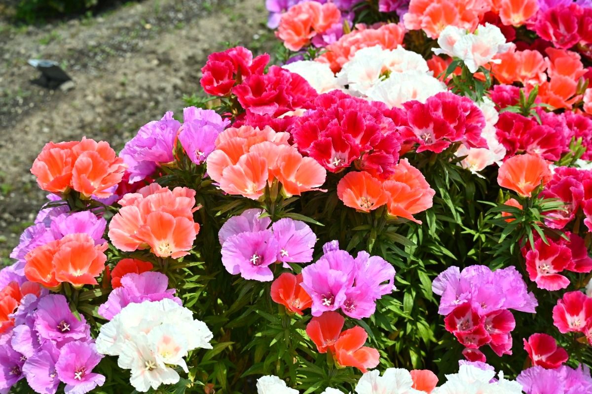 散歩道に咲く花