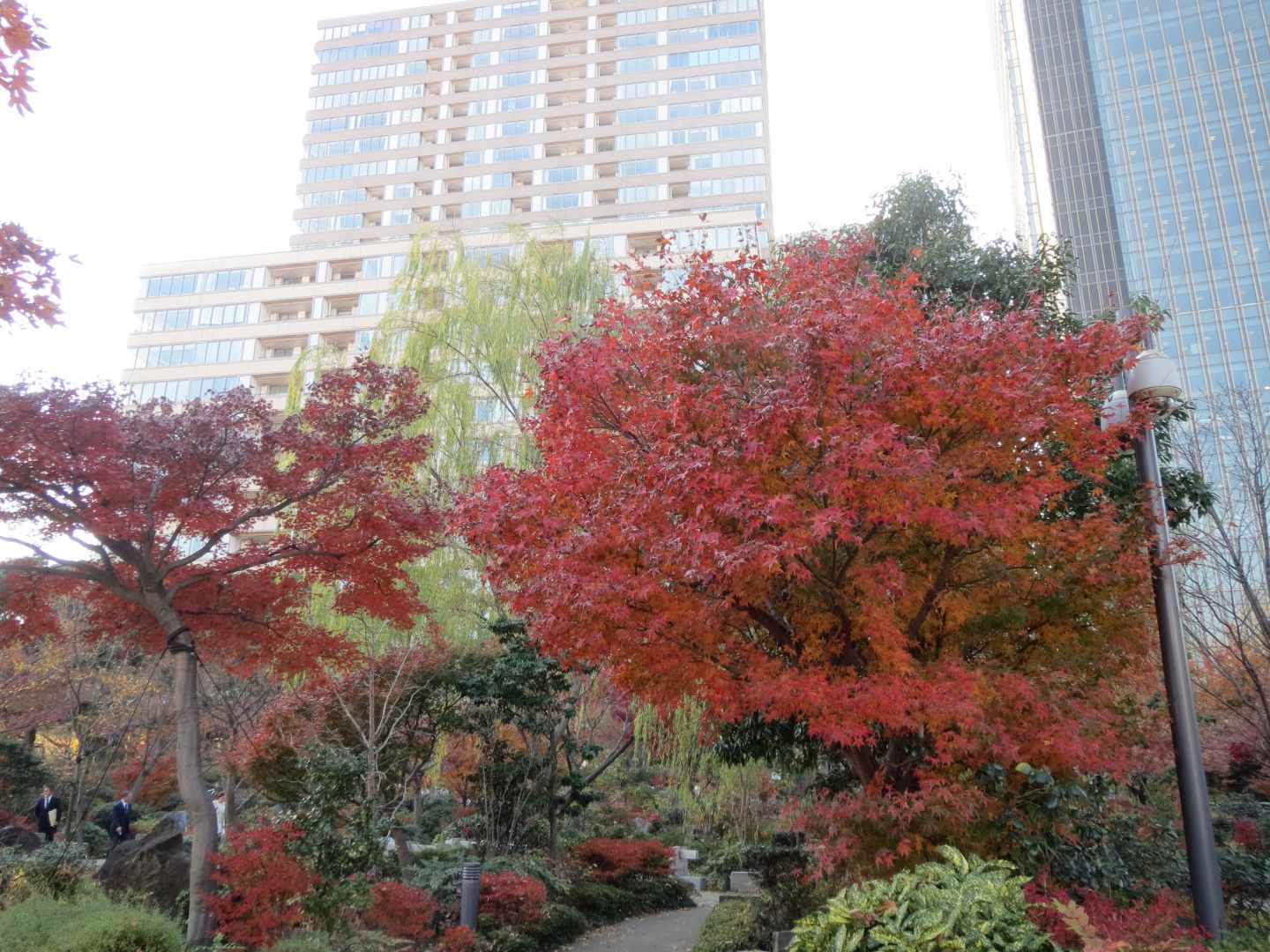 都心の紅葉－7．檜町公園