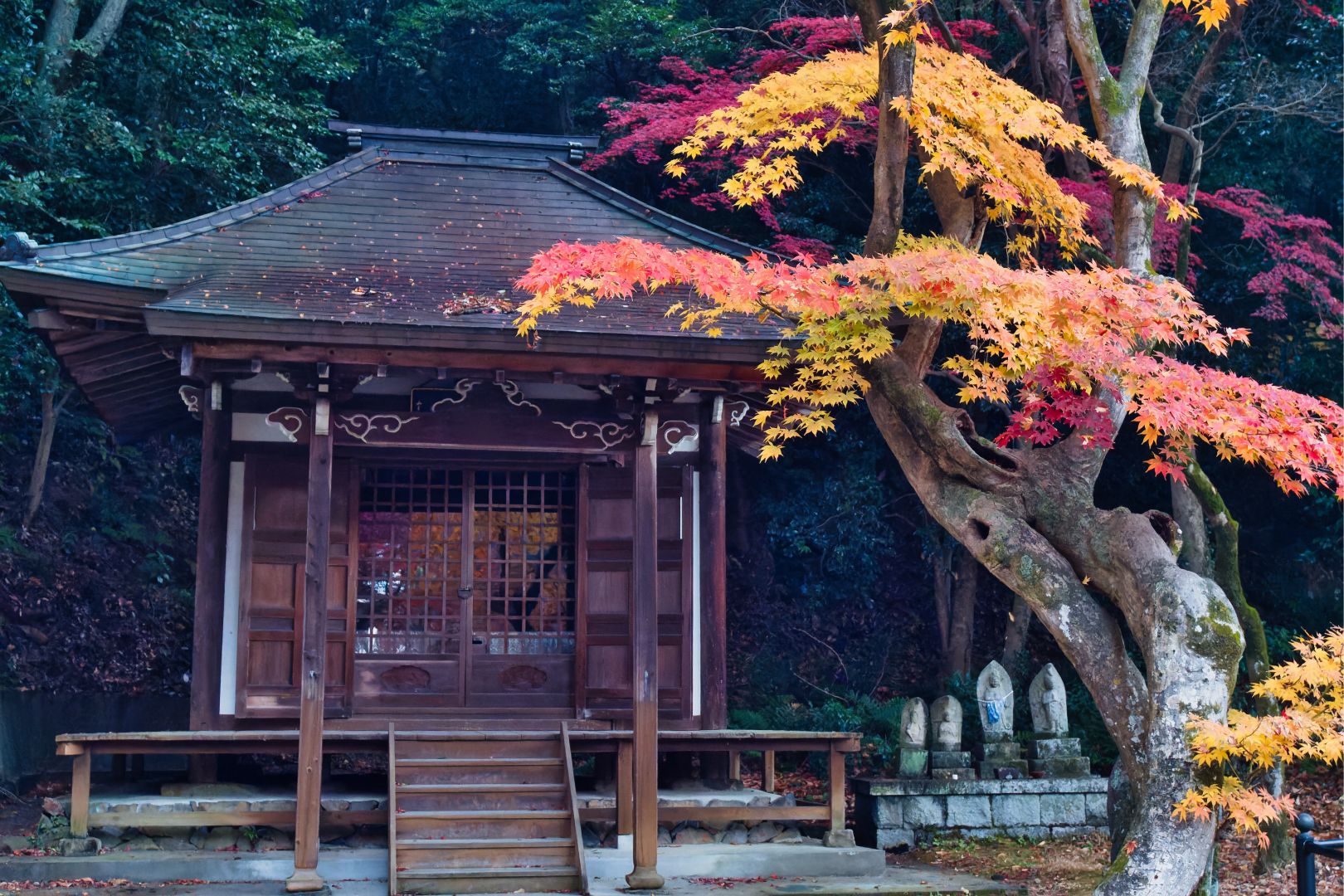 定光寺園地ーⅣ