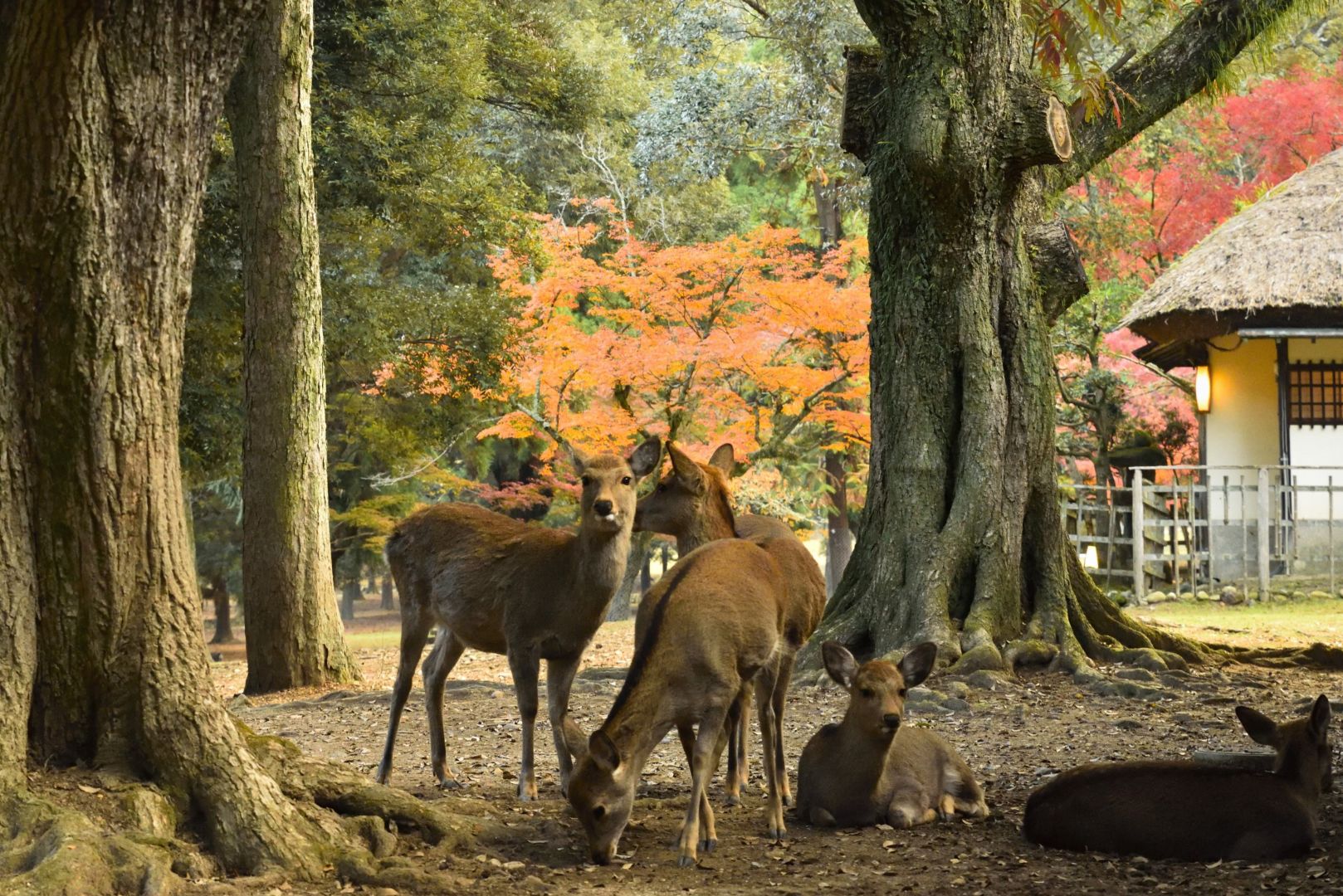 奈良公園のシカたち2