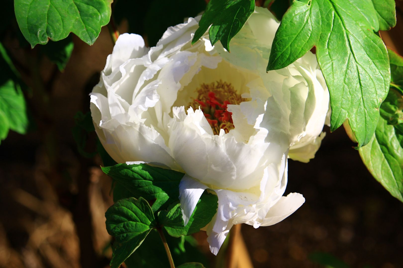 東京都上野公園徳川牡丹園美しいボタン9