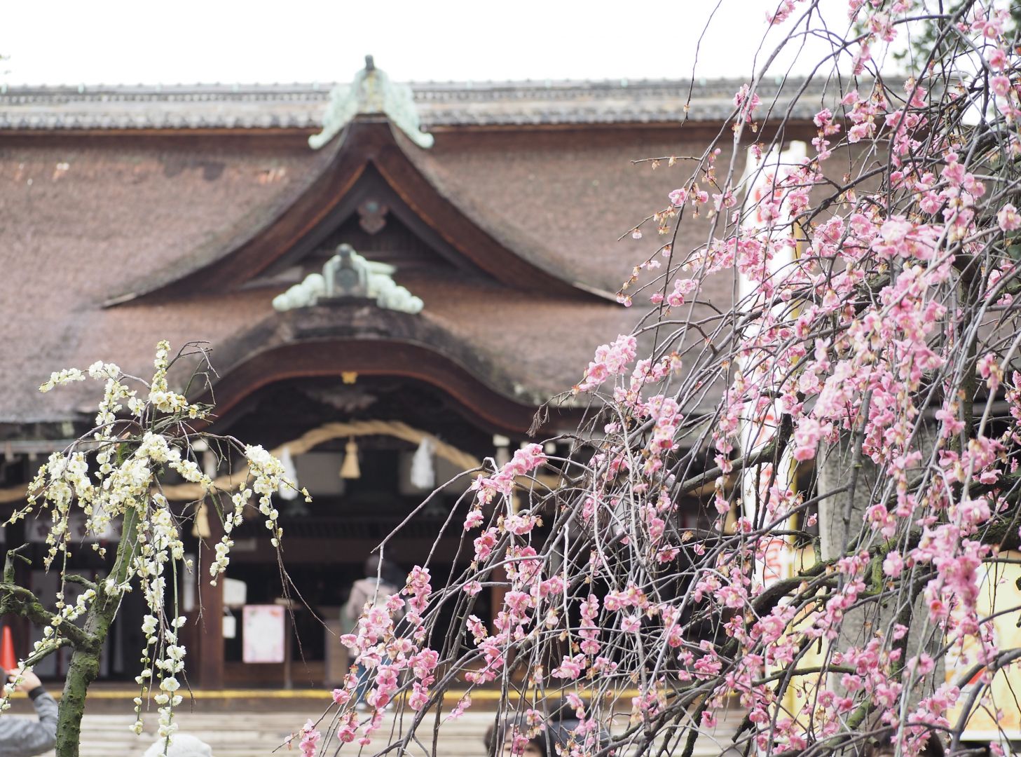 あるじなしとて: 東風吹かば にほひおこせよ 梅の花 主なしとて 春な忘れそ – SGMW
