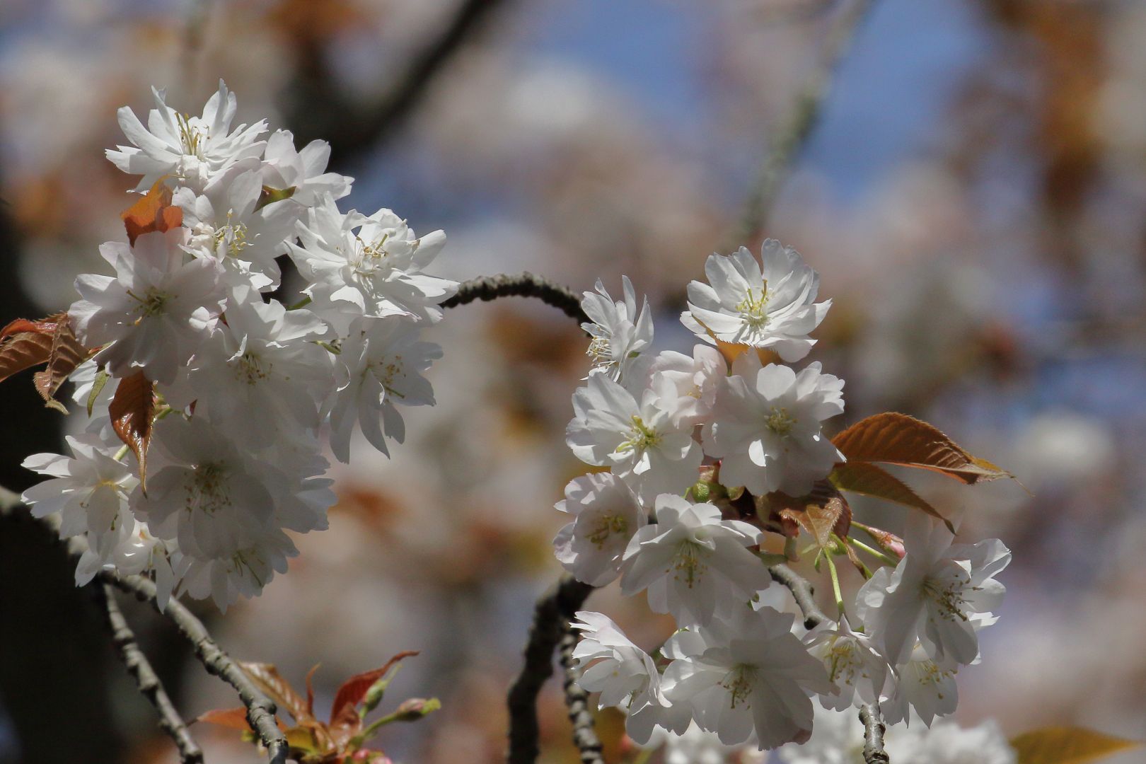 貴重な中将姫誓願桜 ②