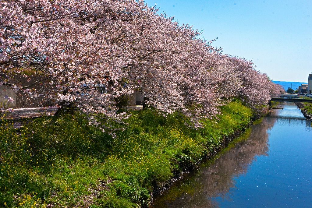 沼津沼川桜並木 その2