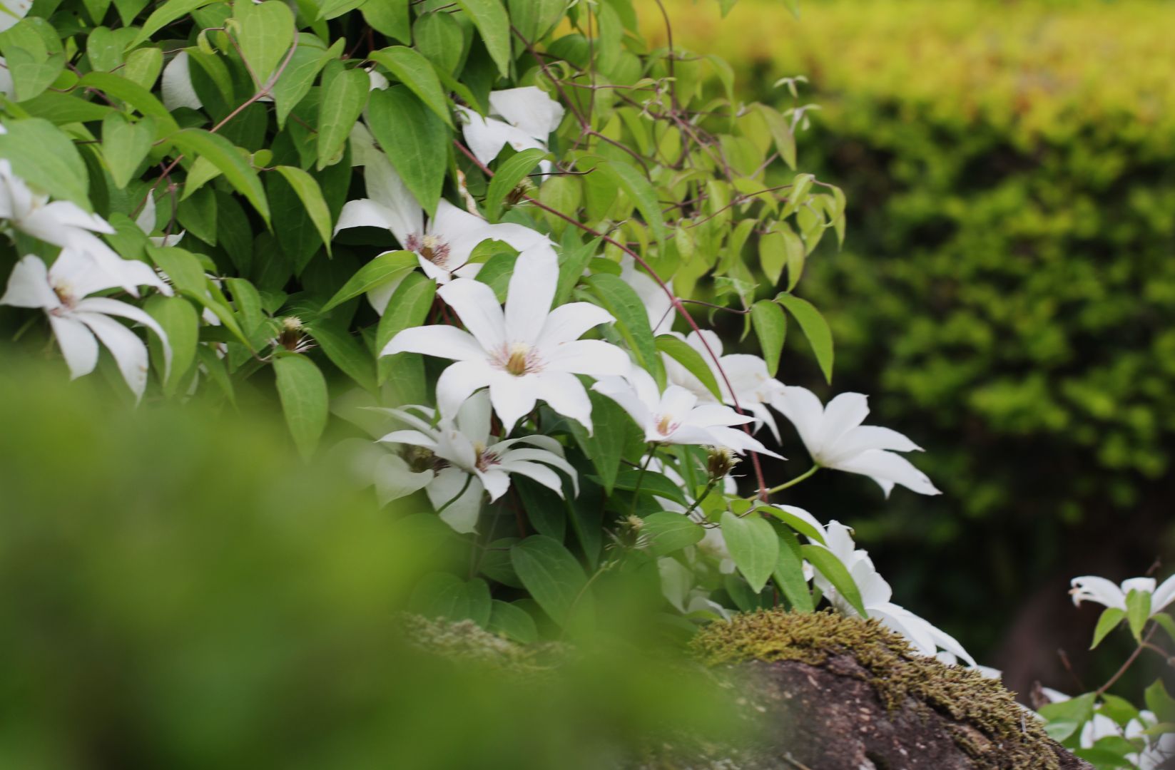 5月下旬庭に咲く花