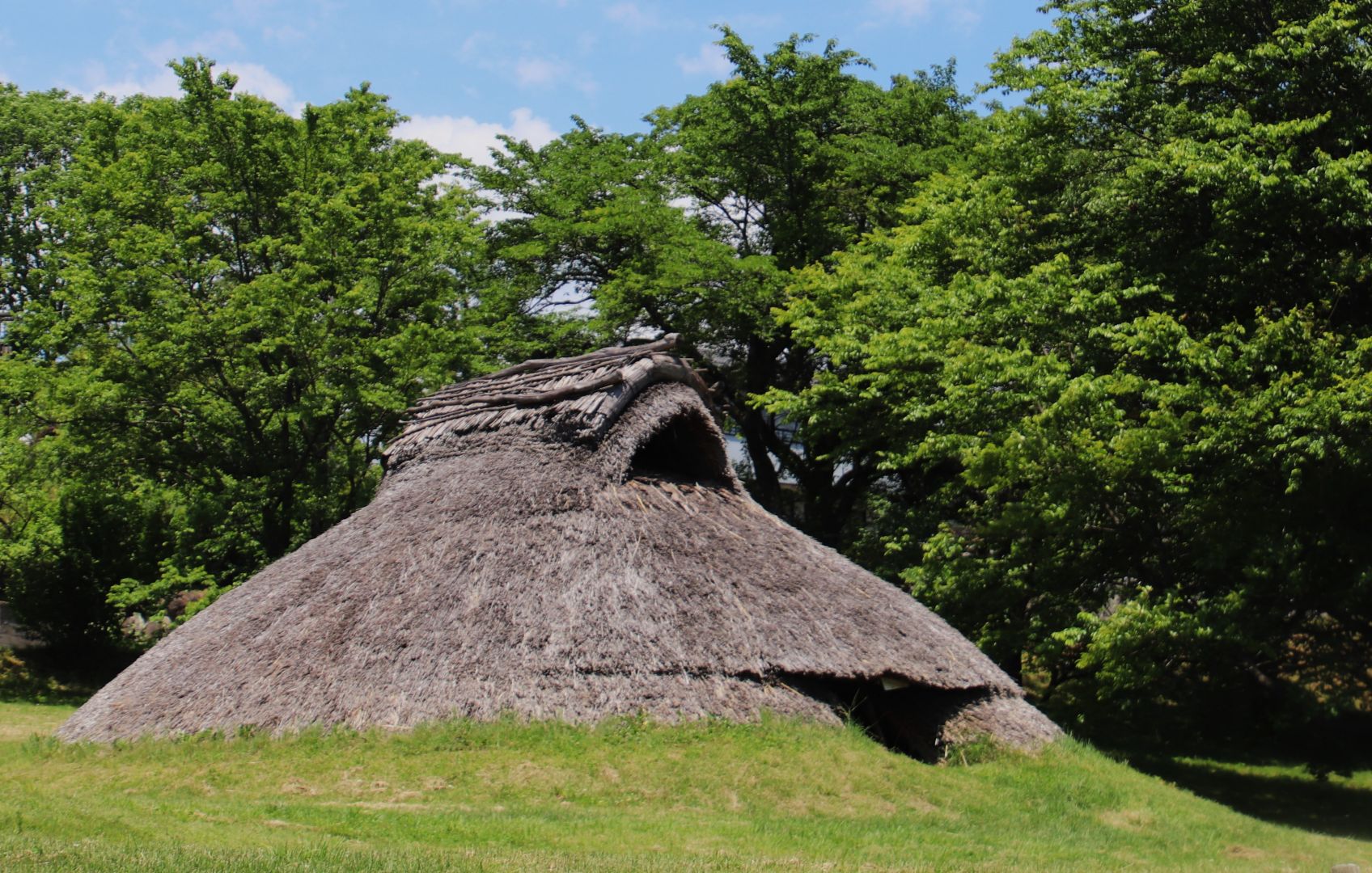 井戸尻遺跡に咲くスイレン