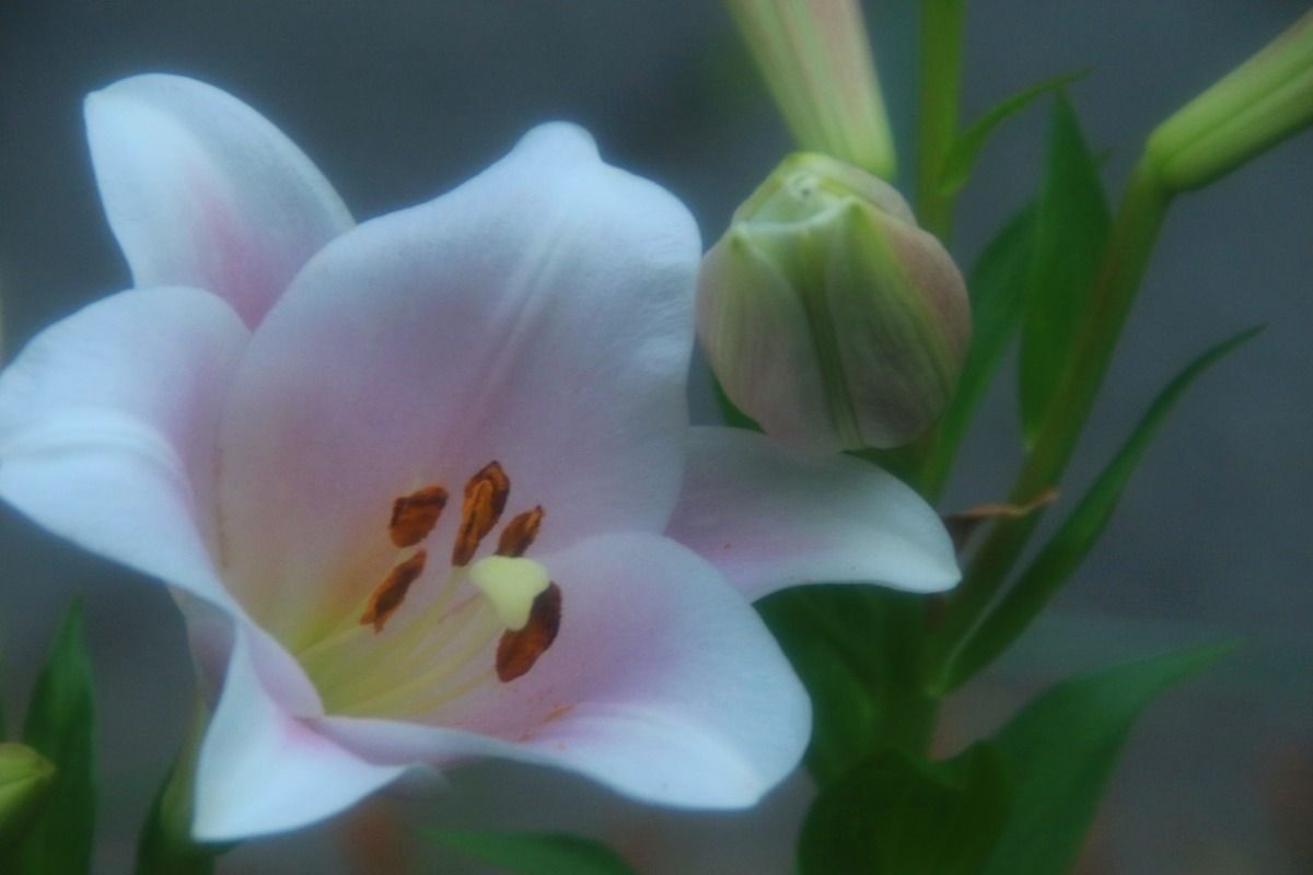 近隣に咲く百合の花を愛でる。