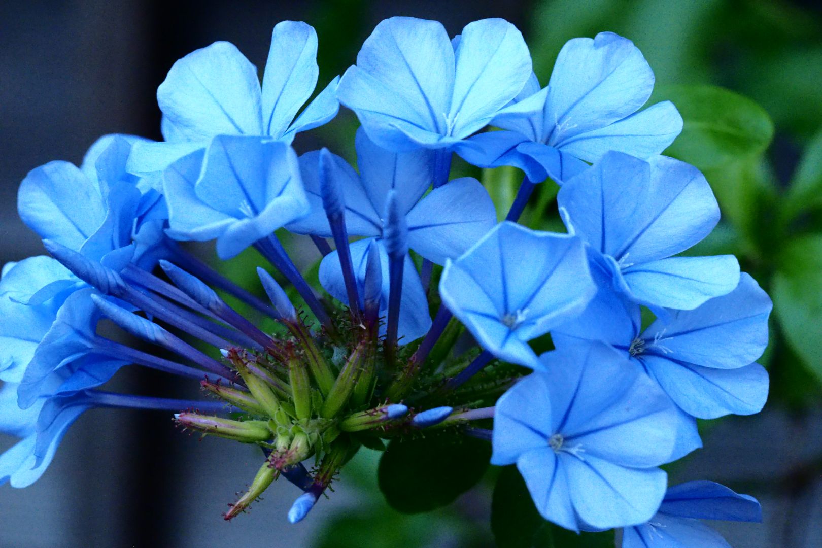 モナルダ（ベルガモット）秘密基地 その2